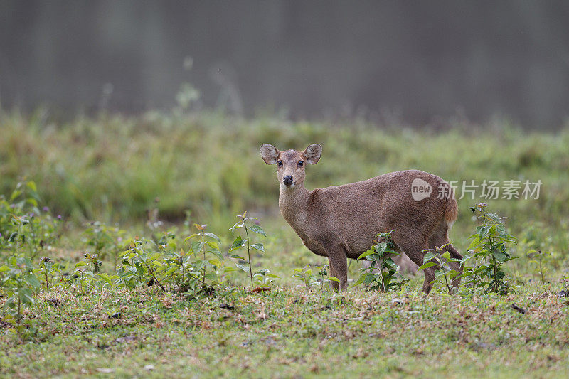 动物:成年雌性棕角鹿，又称坡鹿，或thamin (Rucervus eldii或Panolia eldii)。